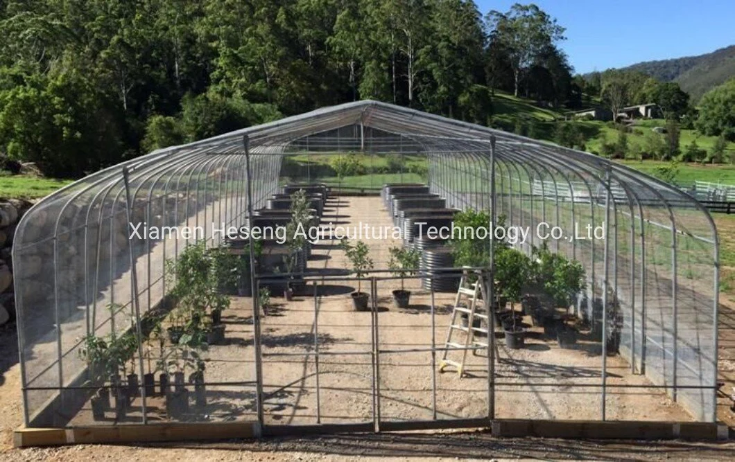 Low Cost Agricultural Single Tunnel House Plastic Film Greenhouses for Tomato/Peppers/Eggplant/Strawberry/Cucumber