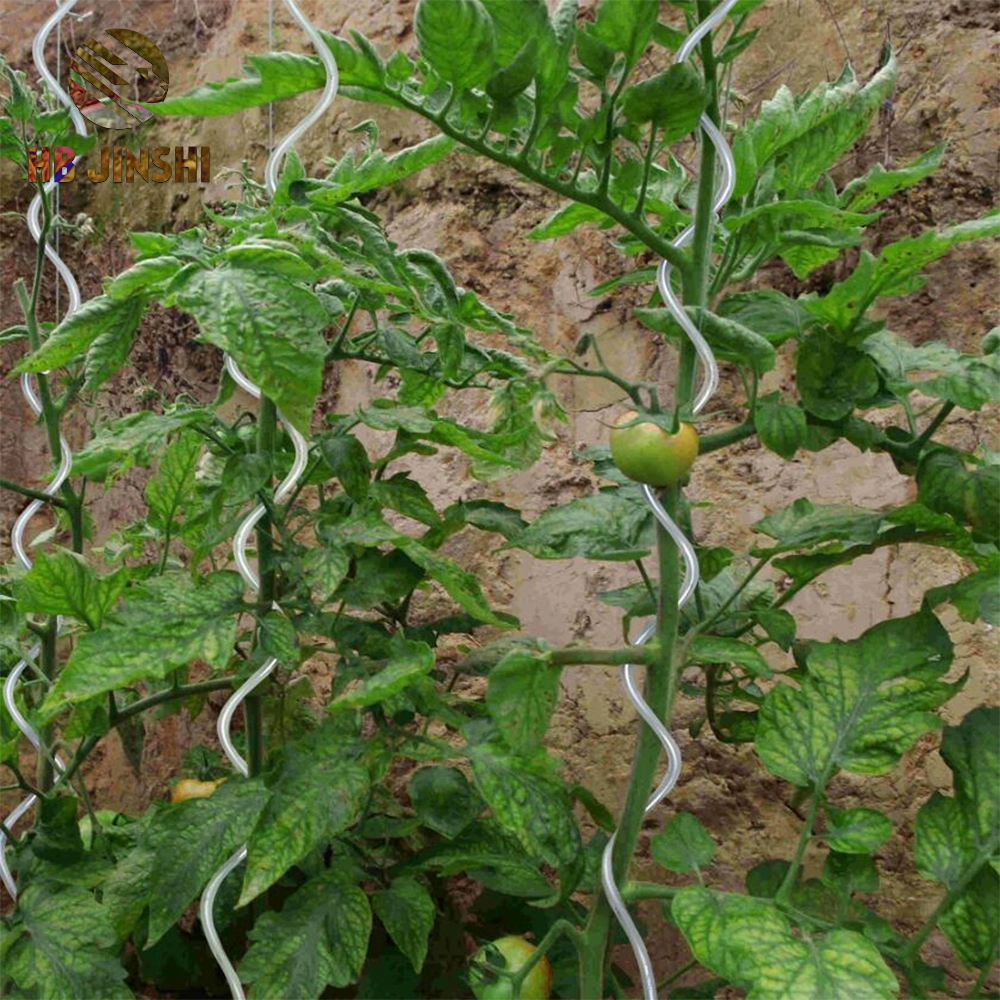 High Quality Garden Plant Trellis Tomato Spiral Support Plant Growing spiral Stakes Metal Wire Tomato Stake