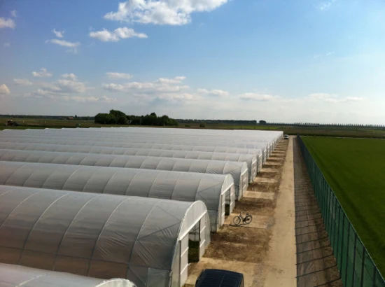 Serre tunnel en plastique à portée unique à faible coût pour les légumes