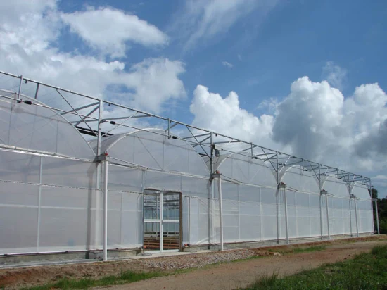 Serre tunnel à film poly à portée unique agricole bon marché avec système de culture hydroponique et d'irrigation pour plantes médicinales de légumes à fleurs