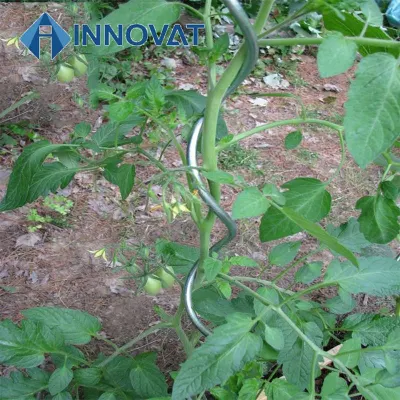 Supports de plantes en spirale Supports de tomates en métal Support de tomates en acier / Tige en spirale / Support de plantes